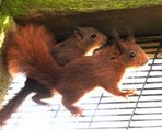 Squirrel pair smitten with Kelling Heath kittens